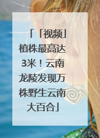 「视频」植株最高达3米！云南龙陵发现万株野生云南大百合