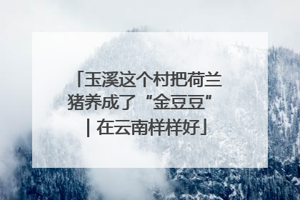 玉溪这个村把荷兰猪养成了“金豆豆”｜在云南样样好