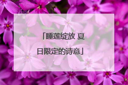 睡莲绽放 夏日限定的诗意