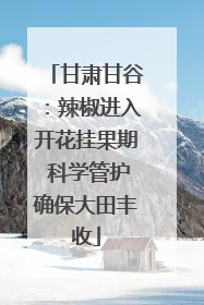 甘肃甘谷：辣椒进入开花挂果期 科学管护确保大田丰收