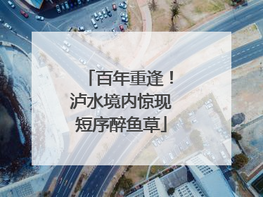 百年重逢！泸水境内惊现短序醉鱼草