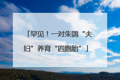罕见！一对朱鹮“夫妇”养育“四胞胎”