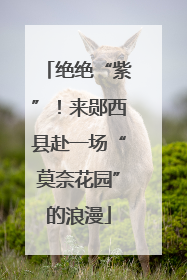 绝绝“紫”！来郧西县赴一场“莫奈花园”的浪漫