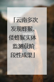 云南多次发现蜂猴、倭蜂猴实体 监测获阶段性成果