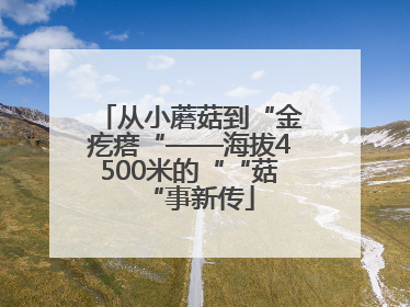从小蘑菇到“金疙瘩“——海拔4500米的““菇“事新传