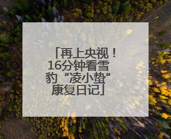 再上央视！16分钟看雪豹“凌小蛰”康复日记