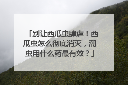 别让西瓜虫肆虐！西瓜虫怎么彻底消灭，潮虫用什么药最有效？
