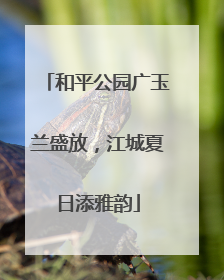 和平公园广玉兰盛放，江城夏日添雅韵