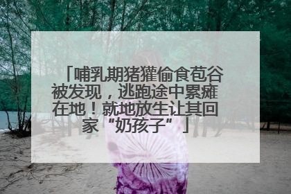 哺乳期猪獾偷食苞谷被发现，逃跑途中累瘫在地！就地放生让其回家“奶孩子”