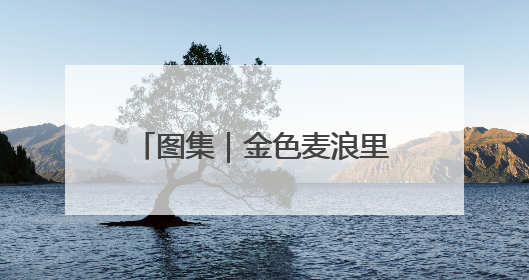 图集｜金色麦浪里的丰收交响曲——豫东三夏抢收纪实