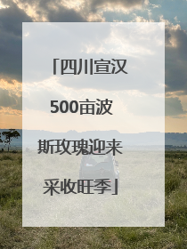 四川宣汉500亩波斯玫瑰迎来采收旺季