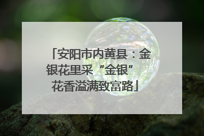安阳市内黄县：金银花里采“金银” 花香溢满致富路
