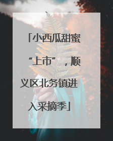 小西瓜甜蜜“上市”，顺义区北务镇进入采摘季