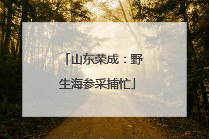 山东荣成：野生海参采捕忙