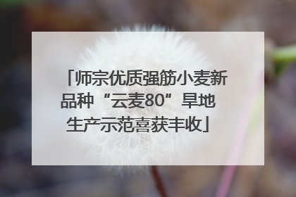 师宗优质强筋小麦新品种“云麦80”旱地生产示范喜获丰收