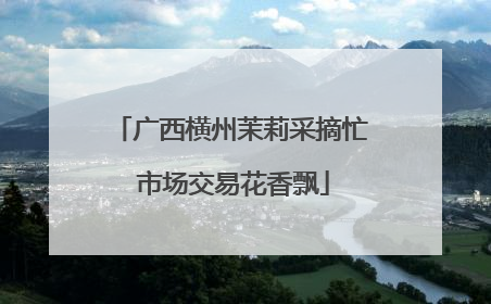 广西横州茉莉采摘忙 市场交易花香飘