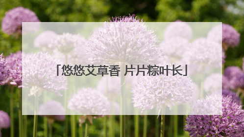 悠悠艾草香 片片粽叶长