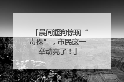 晨间遛狗惊现“毒株”，市民这一举动亮了！