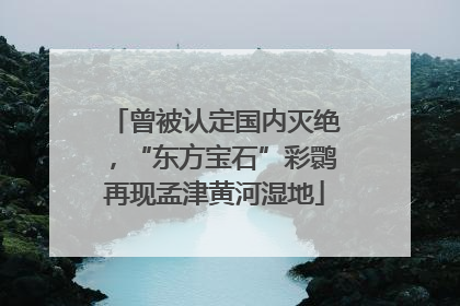 曾被认定国内灭绝，“东方宝石”彩鹮再现孟津黄河湿地