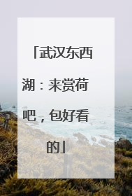 武汉东西湖：来赏荷吧，包好看的
