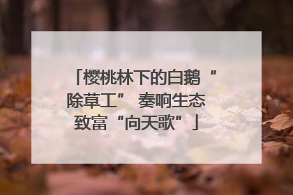 樱桃林下的白鹅“除草工” 奏响生态致富“向天歌”