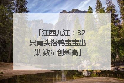 江西九江：32只青头潜鸭宝宝出巢 数量创新高