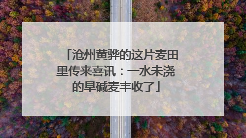 沧州黄骅的这片麦田里传来喜讯：一水未浇的旱碱麦丰收了