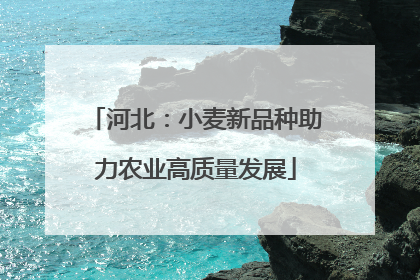 河北：小麦新品种助力农业高质量发展