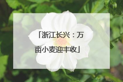 浙江长兴：万亩小麦迎丰收