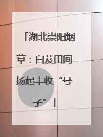 湖北崇阳烟草：白芨田间扬起丰收“号子”