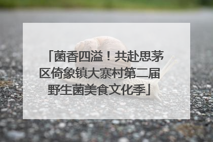 菌香四溢！共赴思茅区倚象镇大寨村第二届野生菌美食文化季