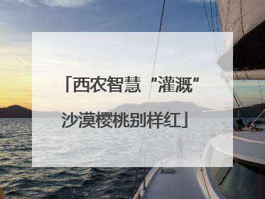 西农智慧“灌溉” 沙漠樱桃别样红