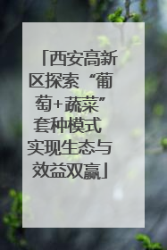 西安高新区探索“葡萄+蔬菜”套种模式 实现生态与效益双赢