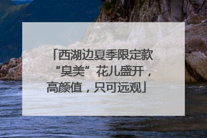 西湖边夏季限定款“臭美”花儿盛开，高颜值，只可远观