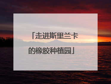 走进斯里兰卡的橡胶种植园
