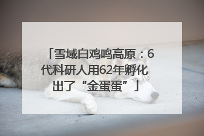 雪域白鸡鸣高原：6代科研人用62年孵化出了“金蛋蛋”