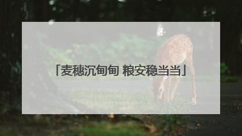 麦穗沉甸甸 粮安稳当当