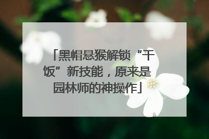 黑帽悬猴解锁“干饭”新技能，原来是园林师的神操作
