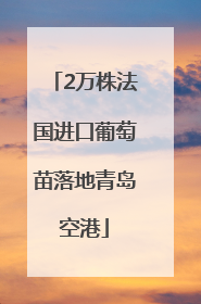 2万株法国进口葡萄苗落地青岛空港